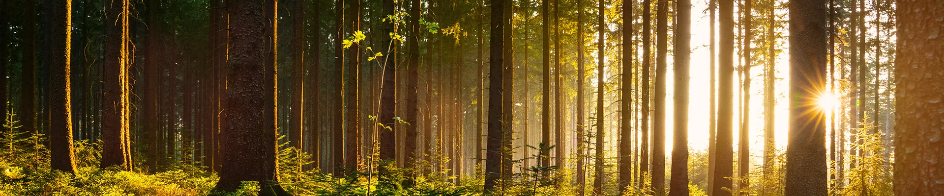 Tietoja meistä